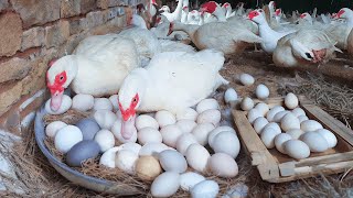 How to Candle Duck Eggs and Collect Muscovy Duck Eggs [upl. by Nosauq]