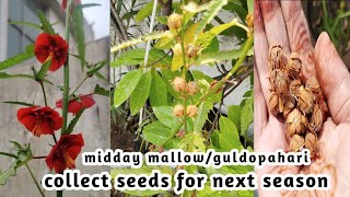 How amp When to collect seeds of GuldopahriMidday mallow Plant Collect n Save seeds for next season [upl. by Sezen]