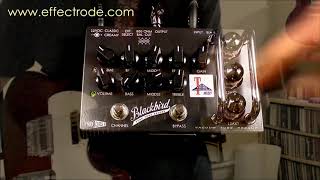 Blackbird Vacuum Tube Preamp [upl. by Winstonn209]