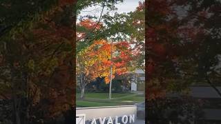 😍🌲 Seattle Neighbourhoods  fallcolor bothell shorts nature trees colourful [upl. by Brucie]