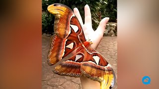 Attacus atlas the amazing butterfly that disguises itself as a snake [upl. by Eirrej898]