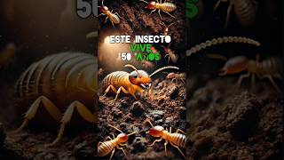 ¡Este insecto puede vivir 50 años [upl. by Bein]