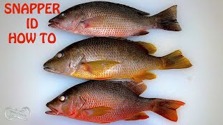 FLORIDA INSHORE SNAPPER SPECIES ID AND REGULATIONS GUIDE [upl. by Rendrag]