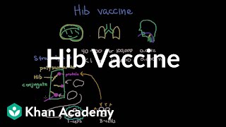 Hib vaccine  Respiratory system diseases  NCLEXRN  Khan Academy [upl. by Daisi]