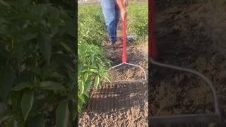 Fieldstar bow weederure shorts youtube gardeningtools farming [upl. by Woodford]