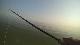 Epic Sight Fishing For Striped Bass On The Flats Midsummer 2016 [upl. by Enaz180]