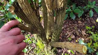 Pruning Mahonia [upl. by Anitnahs877]