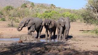 Kruger NP Video 2015  Wolhuter Wilderness Trail [upl. by Kelvin]