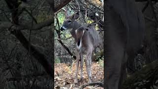 Buck of the day Hagerstown Maryland [upl. by Nonrev359]