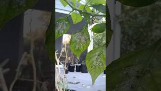 How To Deal With Whiteflies garden homegrown organic ahorts [upl. by Akcirahs]