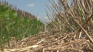 No Till Agriculture Documentary [upl. by Rhianon]