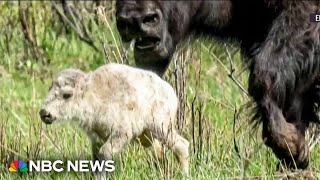 Celebration of rare white bison birth in Yellowstone comes with a warning [upl. by Arbmahs872]