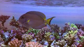 Acanthurus Leucocheilus [upl. by Margo305]