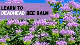 How To Deadhead Bee Balm Monarda [upl. by Lehcsreh]