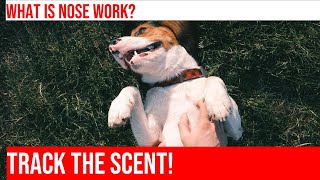 Training Your Beagle for Nose Work A Beginners Guide [upl. by Rand]