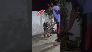 Training a GSD😂🐕  Dog training germanshepherd ytshorts dog viral training [upl. by Awe]