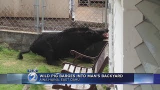 Giant wild boar spotted at Aina Haina home [upl. by Aicinat957]