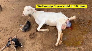 How goat giving birth to 3 new child goat  Animal Birthing  Little Farmer [upl. by Rutledge178]