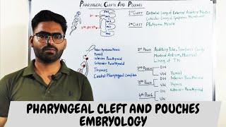 Pharyngeal clefts and Pouches Embryology  PHARYNGEAL APPARATUS [upl. by Ilan]