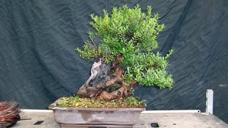 Syzygium Small Leaves Shohin Bonsai [upl. by Etnovert]