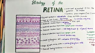 Histology Of Retina [upl. by Brandea]