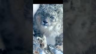 Himalayan Snow Leopard hunting a Mountain Goat 🐆🗻🐏shorts [upl. by Nosnev521]