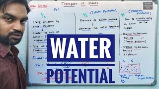 Water Potential  Transport in Plants [upl. by Larimer]