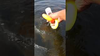 Best fishing idea Amazing unique fishing video shorts fish fishing [upl. by Sussi599]