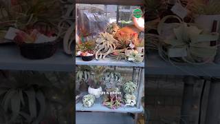 Air Plant Care 101 How to Keep Your Air Plants Alive and Thriving airplant airplantcare [upl. by Eckel]