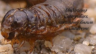 Amazing CloseUp footage of the underwing caterpillars commonly known as cutworms [upl. by Alekin834]