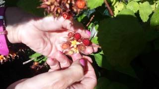 Japanese Wineberry What Is It and How It Tastes [upl. by Siubhan927]