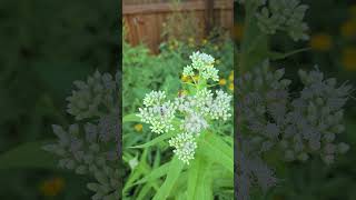 Boneset Flowers with Small Bees insects naturelovers nature insects bees [upl. by Hadias]