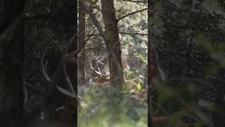 FULL VIDEO on MeatEater hunting elkseason elkhunting deerhunting archery wildwest deer [upl. by Rooker413]