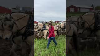 West Michigan Draft Horse Club plow day at Dave Donovan’s farm [upl. by Amelus]