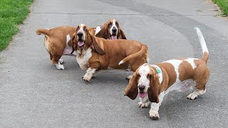 Basset hound buffoonery [upl. by Jarrow]