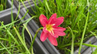 HD208 Hybrid Flower [upl. by Anne-Corinne]