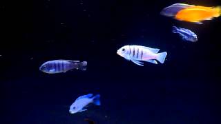 Cynotilapia sp Hara Gallireya Reef [upl. by Yvan803]