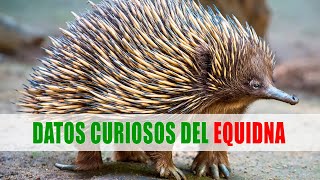 Los equidnas Tachyglossus Zaglossus  Datos curiosos de animales [upl. by Raymund]