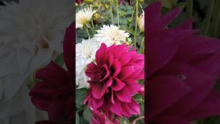 The Best Dahlias For Winter Gardening dahlias dahliacollections gardening [upl. by Martine499]