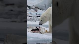 Polar bears brave rescue of injured penguin trapped in plastic bottle touches hearts [upl. by Nunciata]