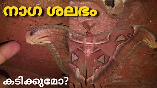 നാഗ ശലഭം  NAGA SHALABHAM  Atlas cobra moth  butterfly  Anish arts [upl. by Shing]