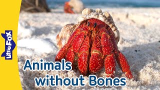 11 Boneless Animals  invertebrate  Octopus  Crab  Spider  Snail  Ladybug  Butterfly and More [upl. by Begga]