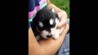 Alaskan Malamute Puppy Howling for The First Time [upl. by Anson]