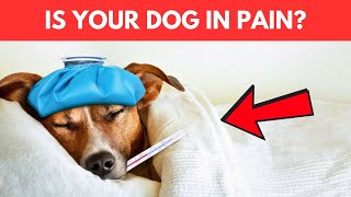 What Can I Give My Dog for Pain  Safe Pain Relief for Dogs [upl. by Krahmer]