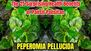 The 25 Surprising Health Benefits of Peper Elder Pansit Pansitan or Peperomia Pellucida [upl. by Refinej91]