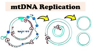 Mitochondrial DNA mtDNA Replication  D loop Replication deepdive video [upl. by Drucill]