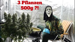 Wieviel Gramm ich mit 3 Pflanzen ernten konnte 500G  💚 Eine Humoristische Darbietung 💚 [upl. by Arvind397]