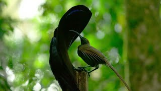 Beautiful Courtship Display of the Black Sicklebill [upl. by Blatman274]