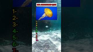 Do you know these sea creaturessea ocean animals quiz quiztime [upl. by Dohsar]