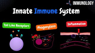 Innate Immune System Toll Like Receptors Phagocytosis amp inflammation   Immunology [upl. by Yatnahs]